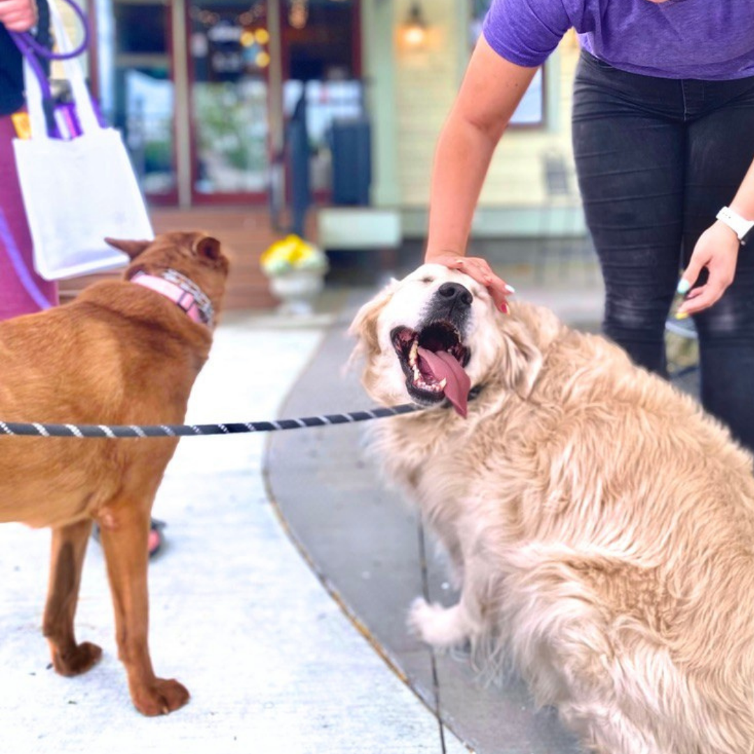 Wyld Media campaign featuring a shelter pet